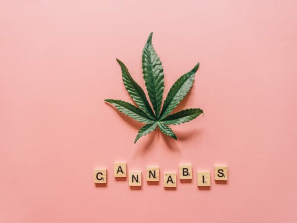 Ein Cannabisblatt unter dem Cannabis steht