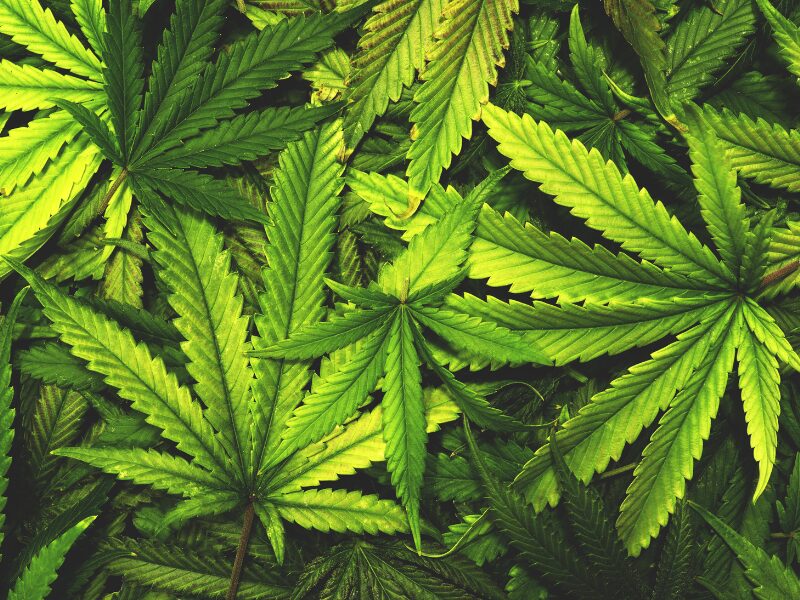 Cannabisblätter
