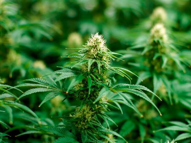 Deutschland (teil)legalisiert Cannabis zum 01.04.2024