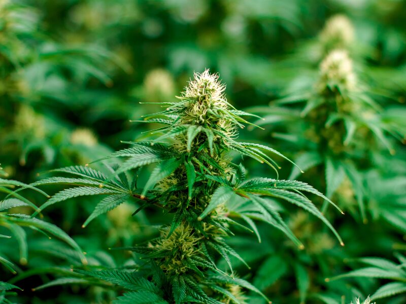 eine Cannabisblüte