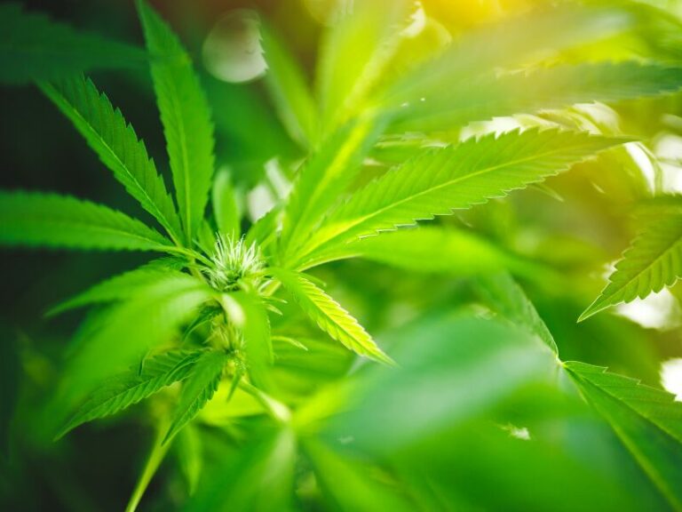 Union will Legalisierung rückgängig machen