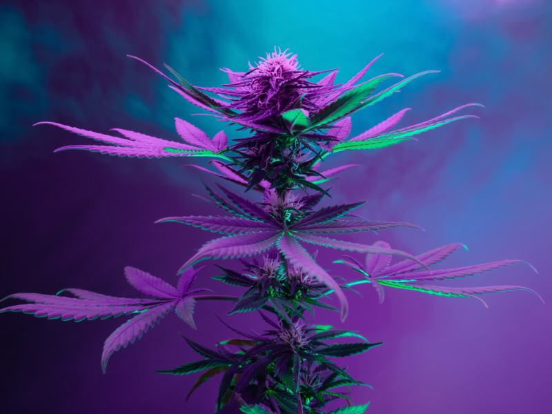 Die purple Blüte von Hazefly