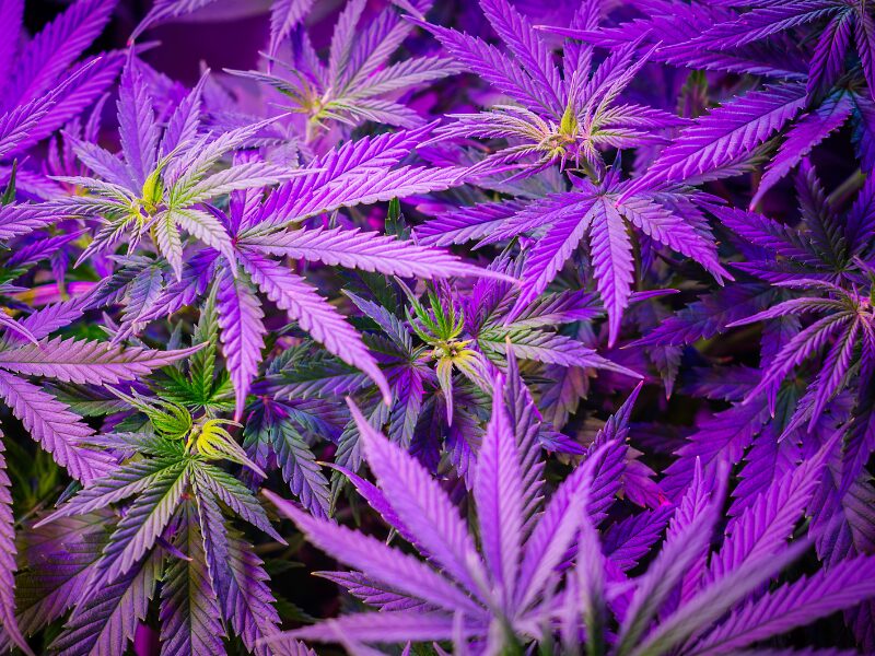 CSCs Gebühren zahlen - wofür und warum? Hier sind lila Cannabispflanzen zu sehen.