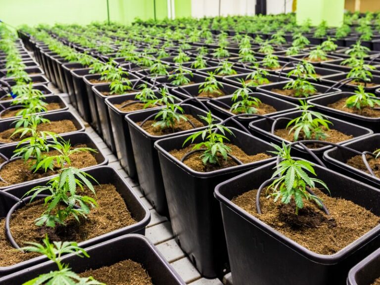 Herausforderungen für Cannabis Clubs