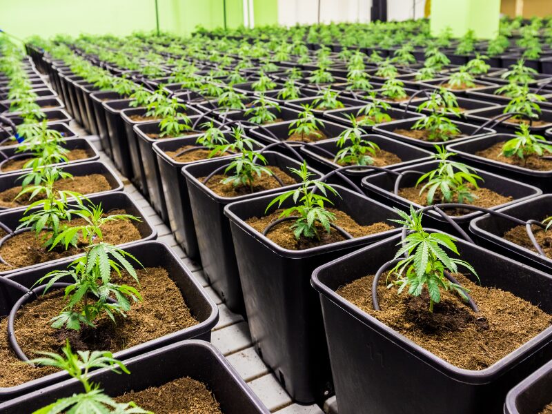 Kleine Cannabispflanzen in einem Grow Room