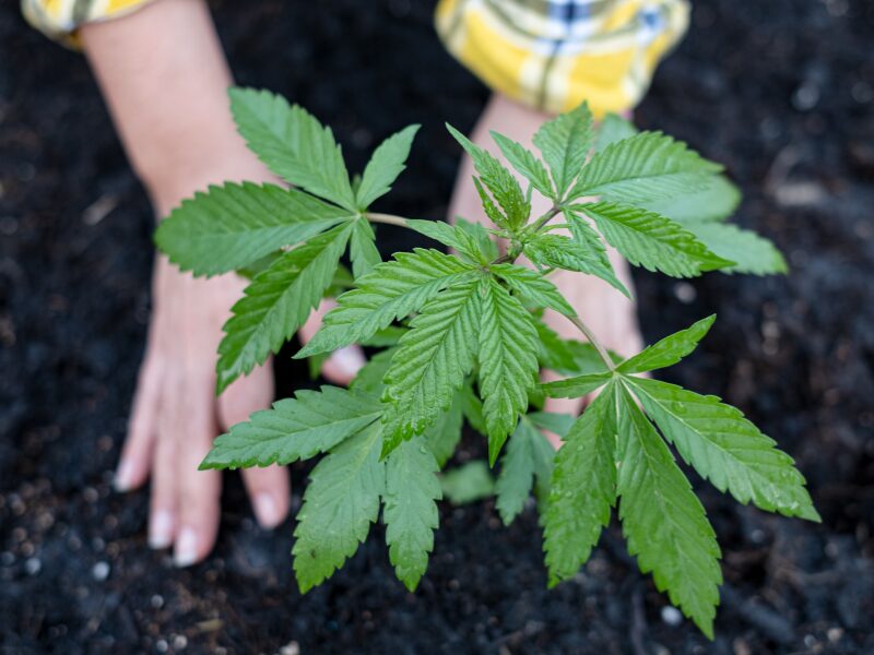 Der Eigenanbau von drei Cannabispflanzen ist erlaubt.