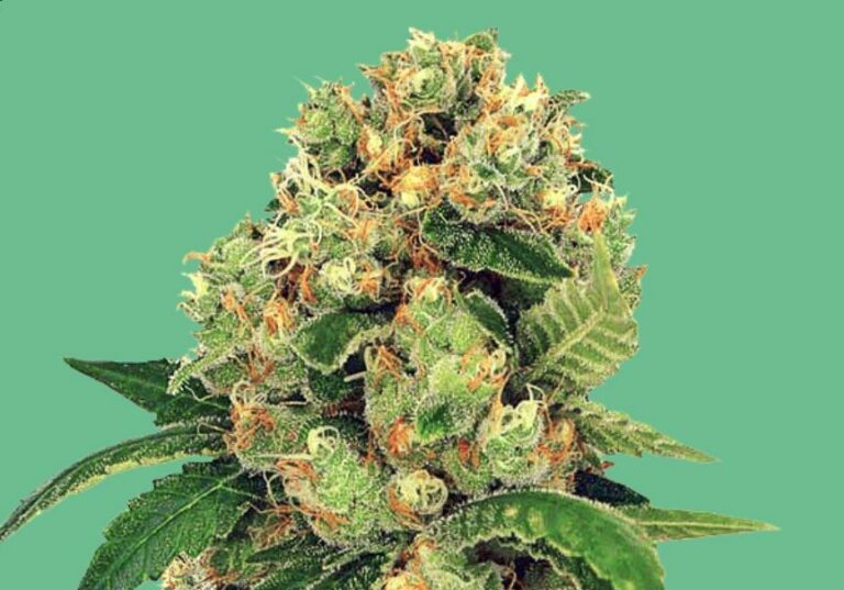 Milas Strain - Lemon Golden Haze feminisiert
