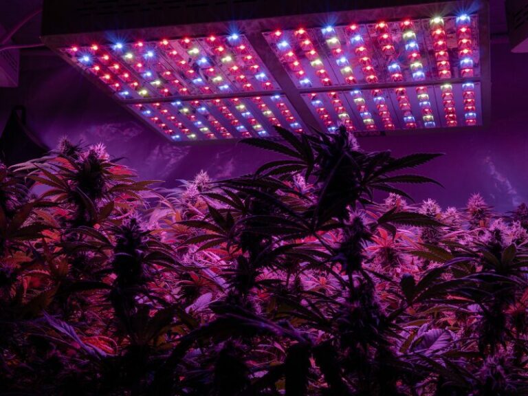 Homegrow im Aachen - ein Rentner sorgt für Überraschung
