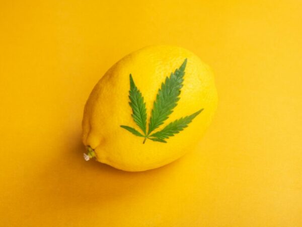 Eine Zitrone mit einem Cannabisblatt steht für das Terpen Limonen.