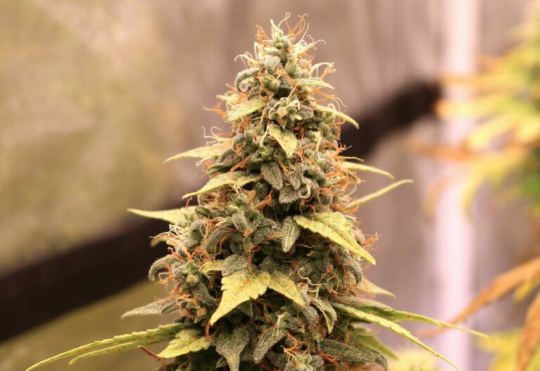 Auto Orange Bud von Dutch Passion – fresh like lemonade