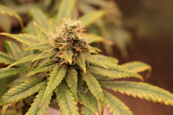 Auto Orange Bud