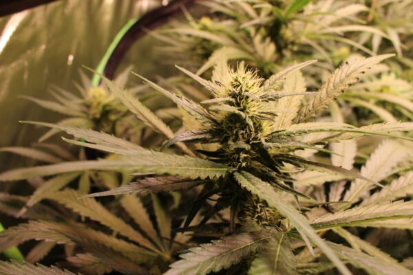 Auto Orange Bud Fäden der Blüten