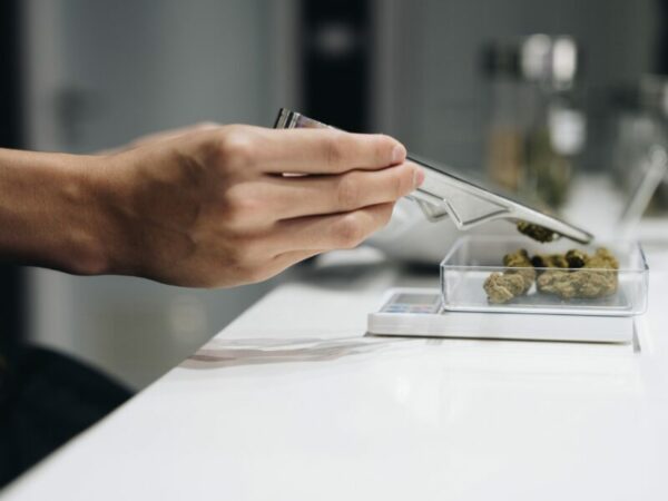Cannabisblüten werden abgewogen. 