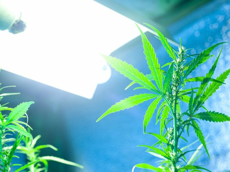 Verzögert sich die Eröffnung der Cannabis Clubs?