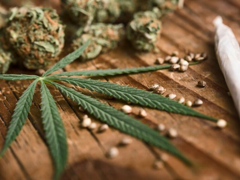 Cannabis Samen: Sorten, Unterschiede und legaler Erwerb