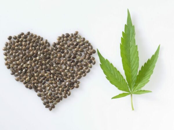 Cannabis und Diskriminierung - wie das zusammehängt und was man dagegen tun kann. Ein Herz aus Samen und ein Cannabisblatt