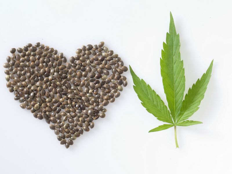 Cannabis und Diskriminierung - wie das zusammehängt und was man dagegen tun kann. Ein Herz aus Samen und ein Cannabisblatt