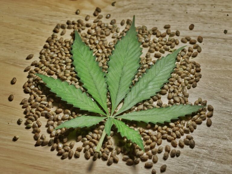 Cannabissamen im Snackautomat - ist das legal?