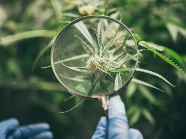 Eine Cannabisblüte wird unter einer Lupe betrachtet