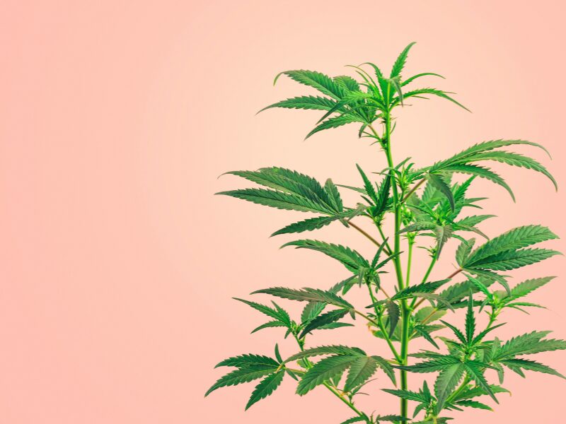Eine Cannabispflanze vor rosa Hinergrund