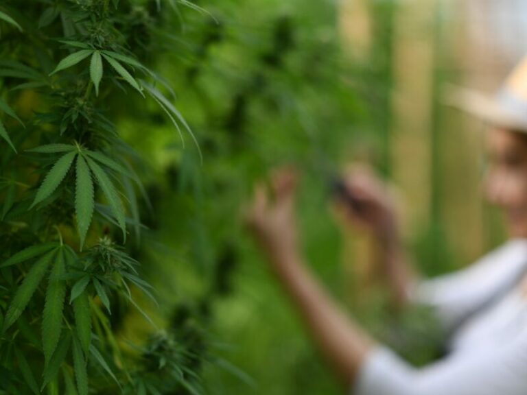Bayerns Kontrolle: Herausforderungen für Cannabis-Clubs