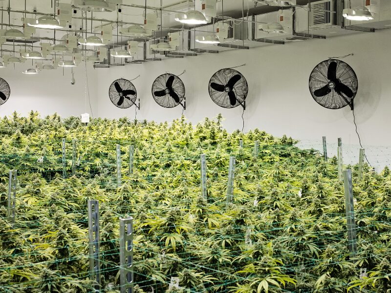 Cannabisanbau Indoor- Demecan erhält Anbaulizenz nach neuem Gesetz