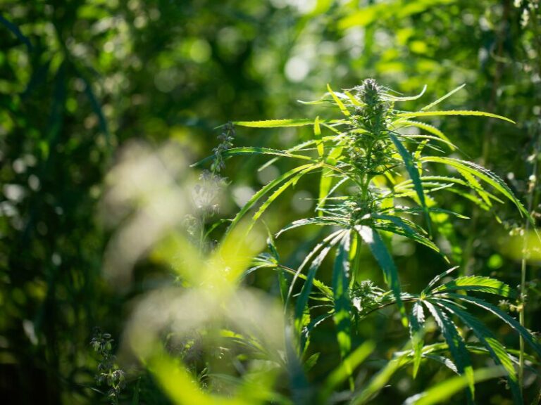 Minierfliege: Schädling für Cannabispflanzen