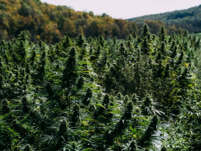Über 4800 Cannabis-Bauern in Marokko begnadigt