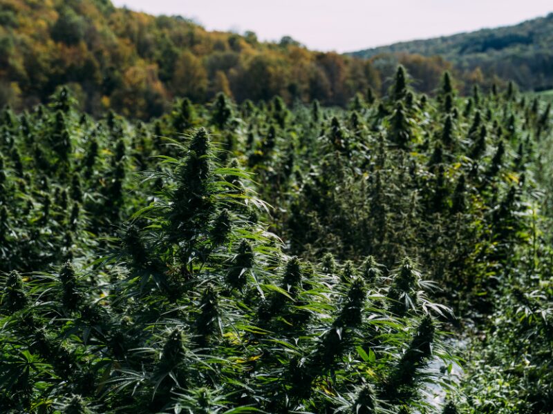 Der Anbau von Cannabis ist in Marokko unter Umständen erlaubt.