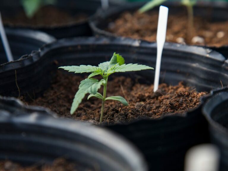 Razzia wegen Cannabis-Stecklinge: Rechtslage unklar