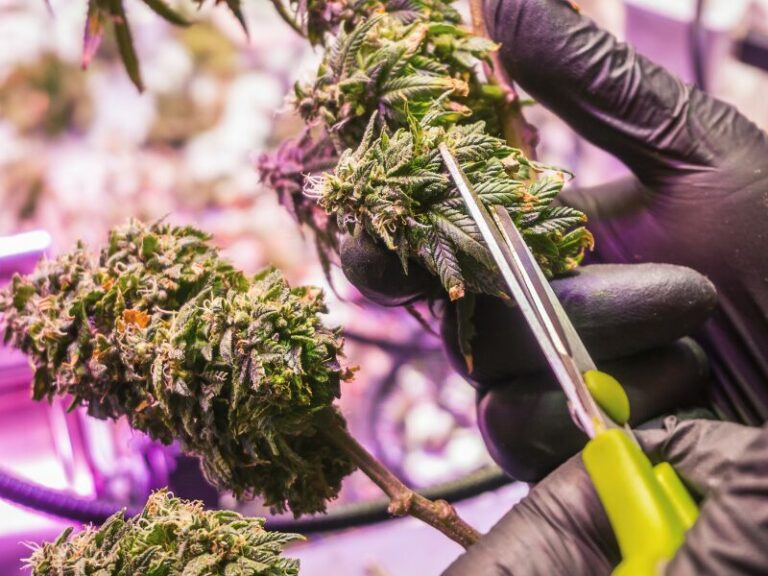 Trimming und Maniküre - wie aus Pflanzen Blüten werden