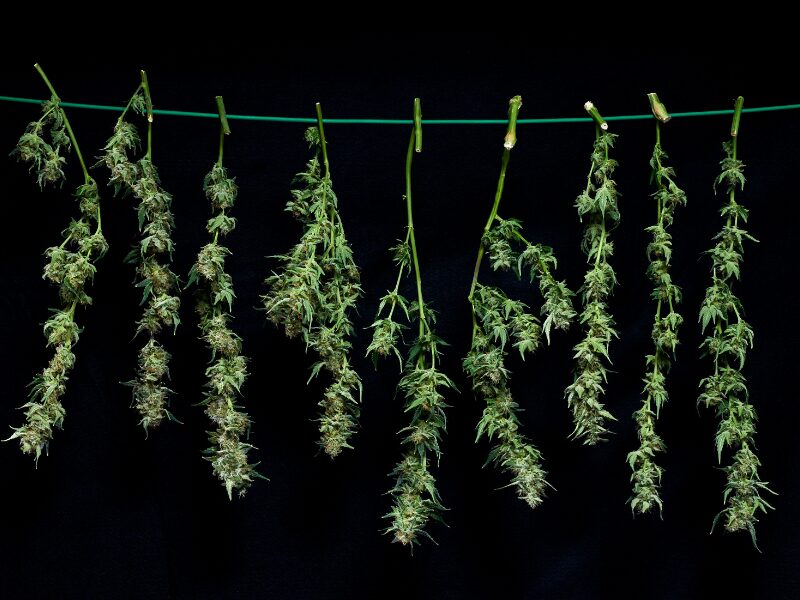 Cannabis zum Trocknen aufgehangen. Diese Pflanzen warten noch auf ihre Maniküre.