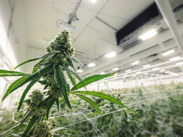 eine Cannabisblüte im Indoor Grow