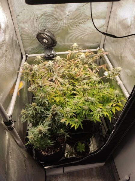 Selbst Mr. Haze Amaze vernachlässigter Grow warf eine beachtliche Ernte ab. 