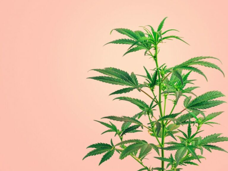 CDU will Cannabis-Club in städtischen Immobilien verhindern