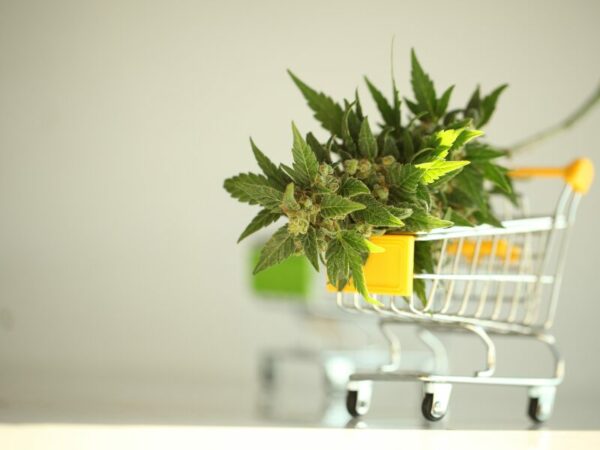Eine Cannabisblüte in einem Einkaufswagen
