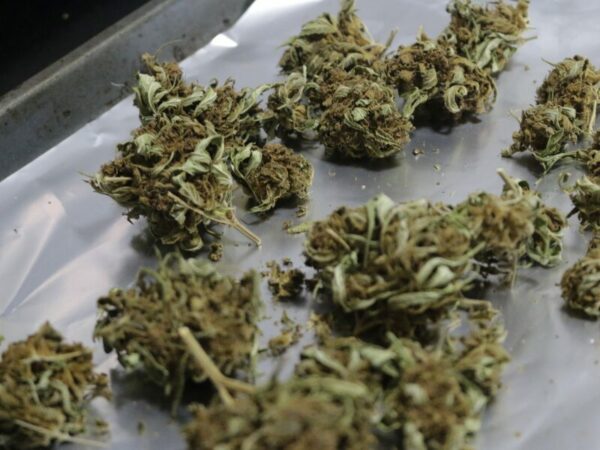 Cannabis im Backofen decarboxylieren