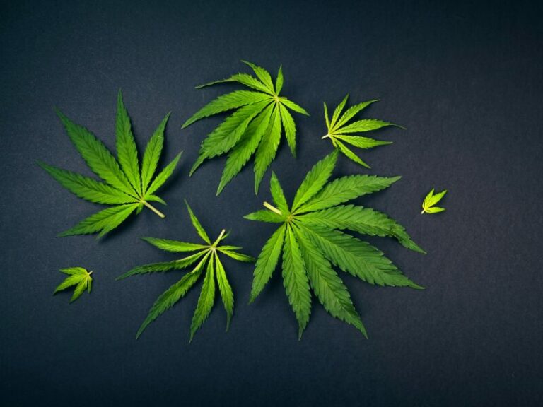 Cannabisblätter weiterverarbeiten – mit Spaß und Kreativität