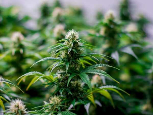 Eine Blüte einer Cannabispflanze