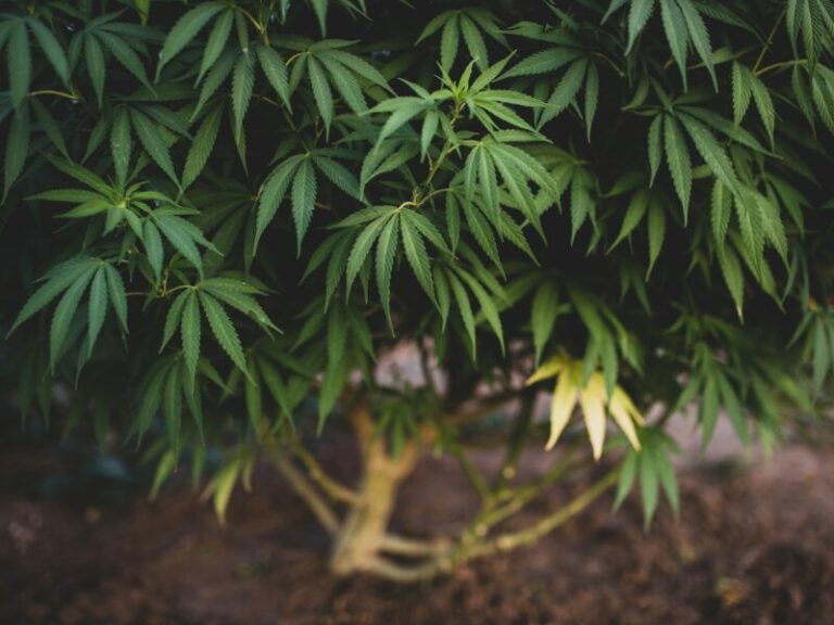 Lollipopping Cannabis: Eine umfassende Anleitung