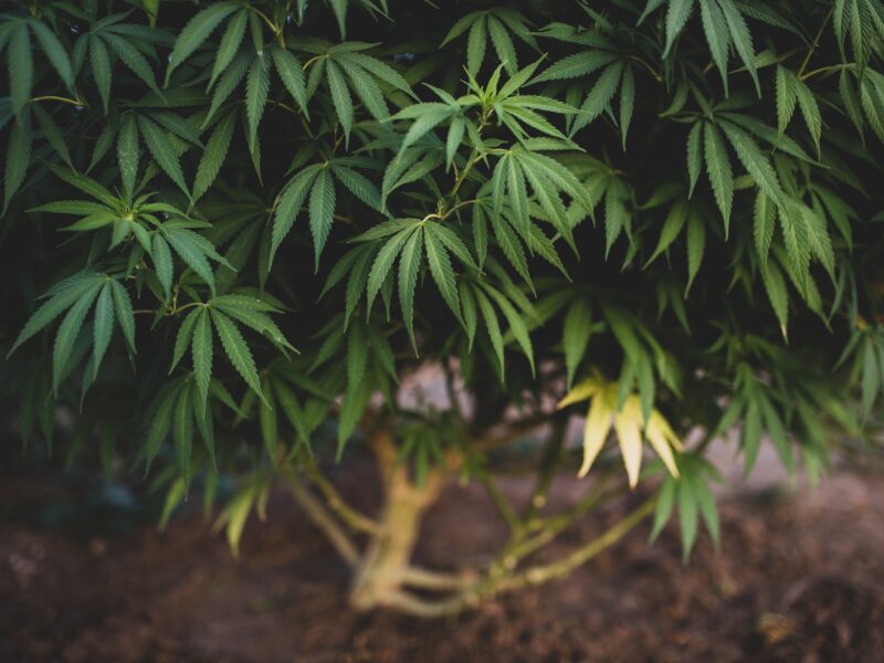 Lollipopping einer Cannabispflanze