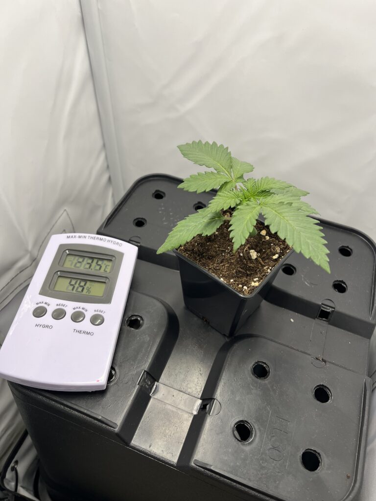 Mini-Growbox Teil 2: die ersten Nachbestellungen