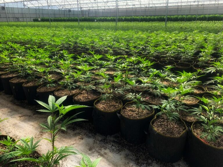 CSC Ganderkesee fährt die erste Ernte ein