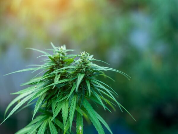 Cannabis-Legalisierung in Georgien: kein Konsumanstieg zu verzeichnen.