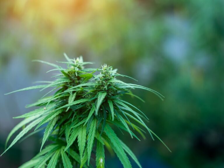 Stabile Konsumraten nach Cannabis-Legalisierung in Georgien