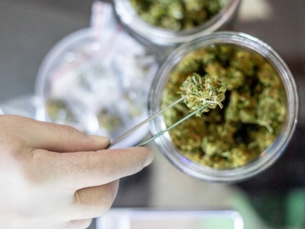 Cannabisverordnung - ein Glas mit Gras, das mit einer Pinzette herausgenommen wird.