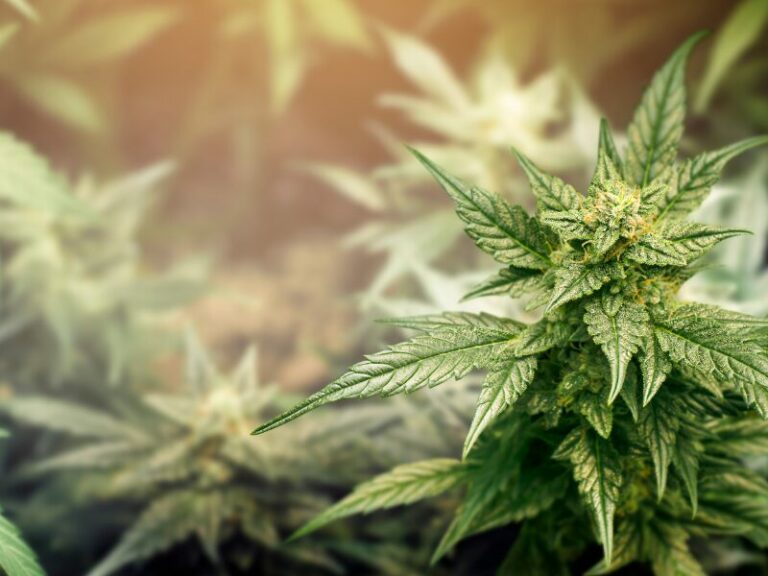 Jürgen Neumeyer – Vordenker der Legalisierung verstorben