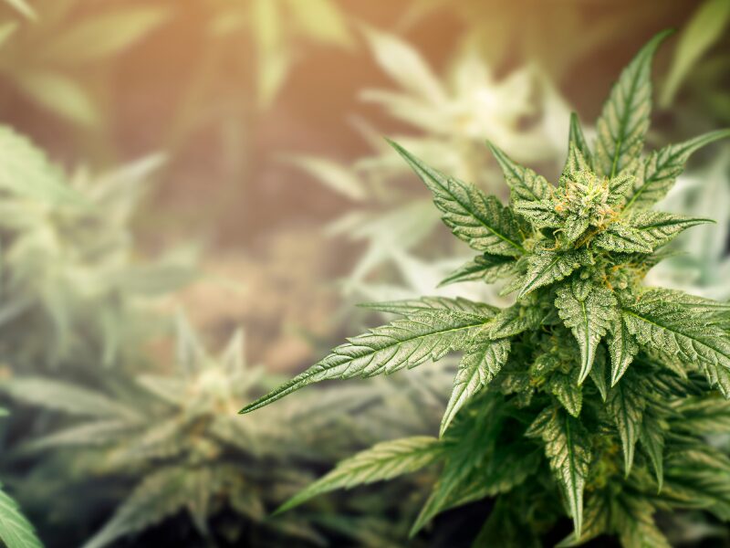 eine Cannabisblüte