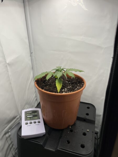 die kleine Cannabis Pflanze hat gelbe Blätter.