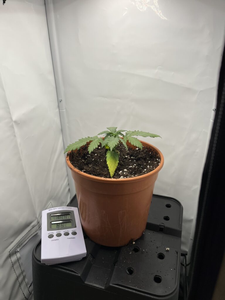 Hilfe, meine Cannabis Pflanze hat gelbe Blätter! Mini-Growbox 3